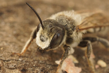 Closeup on a male White-sectioned leafcutter bee, Megachile albisecta on the ground