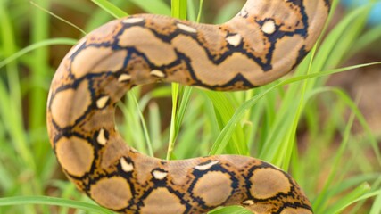Intricate patterned snake curled amongst green grass