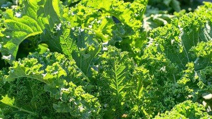 Vibrant green curly kale growing in sunlight