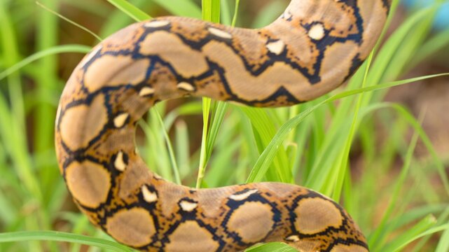 Intricate patterned snake curled amongst green grass