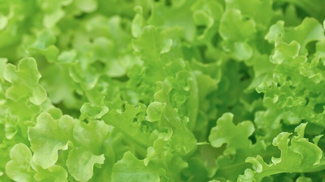 Vibrant green leafy lettuce texture close up
