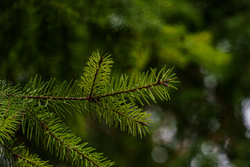 Green spruce tree branch with needles close-up