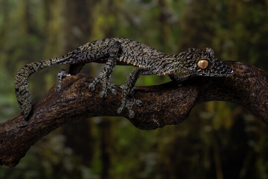 Giant leaf-tailed gecko (Uroplatus fimbriatus) resting on a tree branch at night in a rainforest. Famous for extreme camouflage that mimics tree bark.
