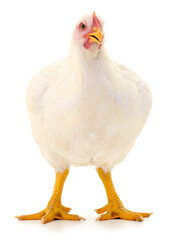 White broiler chicken standing isolated on white background