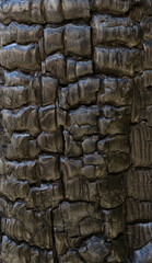 Burnt Wood Texture Close-Up