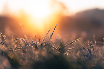 Gr&auml;ser in der aufgehenden Sonne an einem eiskalten Morgen