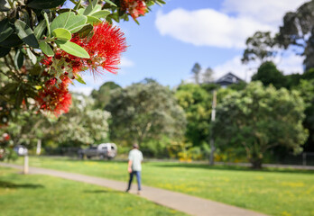 Pohutukawa trees in bloom. Unrecognizable people walking in the park. Onehunga Bay Reserve. Auckland.