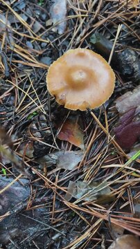 The butcher mushroom, the pale toadstool grows in the autumn forest among the forest floor of pine needles. Pick mushrooms in the forest. A walk through the autumn forest.