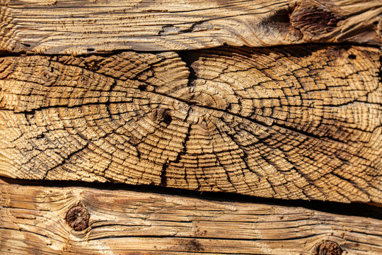 Old wooden log end grain texture with cracks and rings