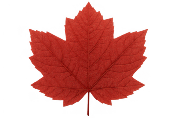 Vibrant red maple leaf representing autumn season and canadian national identity on transparent background