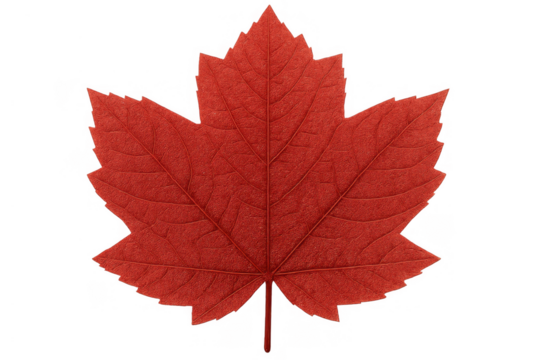 Vibrant red maple leaf representing autumn season and canadian national identity on transparent background