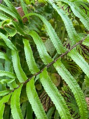 Detailed close up of a green fern leaf showing natural texture and pattern. Ideal for botanical, nature backgrounds, and eco themed design concepts