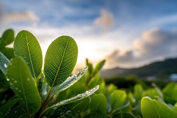 Closeup Of Dewy Green Leaves At Sunrise