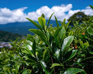 Fresh Green Tea Leaves In Plantation