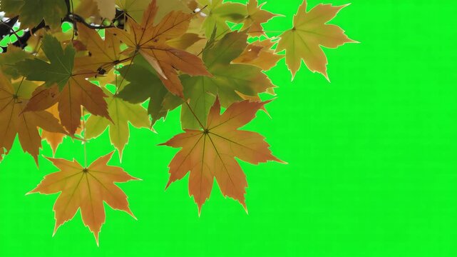 Autumn maple leaves with changing colors hanging down against a bright green screen background for easy keying and compositing in video production