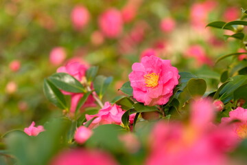 pink sasanqua flower in full blooming	


