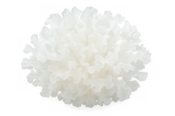Snow fungus offering a delicate texture and neutral flavor. Ingredient for healthy desserts, soups, and traditional beauty remedies