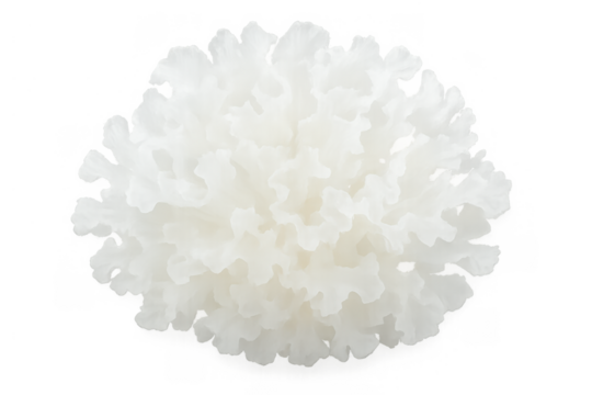Snow fungus offering a delicate texture and neutral flavor. Ingredient for healthy desserts, soups, and traditional beauty remedies