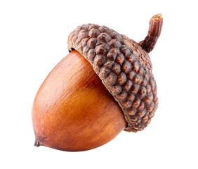 acorn isolated on transparent background