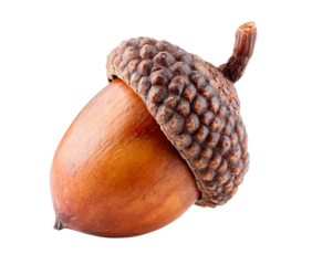 acorn isolated on transparent background