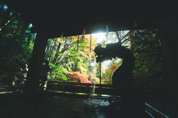 Fototapete bei efototapeten.de bestellen   