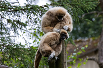 Gibbon à favoris roux