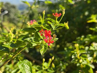 red and yellow flowers