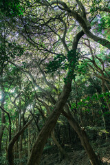 伊射波神社の美しい風景