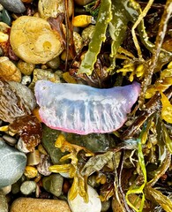 Portuguese man o' war