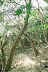 伊射波神社の美しい風景
