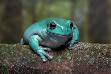 Close-up image of a blue dumpy tree frog (Litoria caerulea) displaying its rare turquoise color variation. This species, also known as White’s tree frog, is native to Australia and New Guinea.