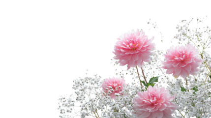 Pink dahlias and baby's breath isolated on a transparent background