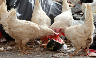 A domestic chicken eats a watermelon next to a garbage dump in a side street in Amman.