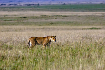 Lion (Panthera leo) large female walks through the Masai Mara savannah in yellow grass.