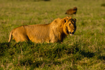 Lion (Panthera leo) large male walks through the Masai Mara savannah with an escort of hyenas.