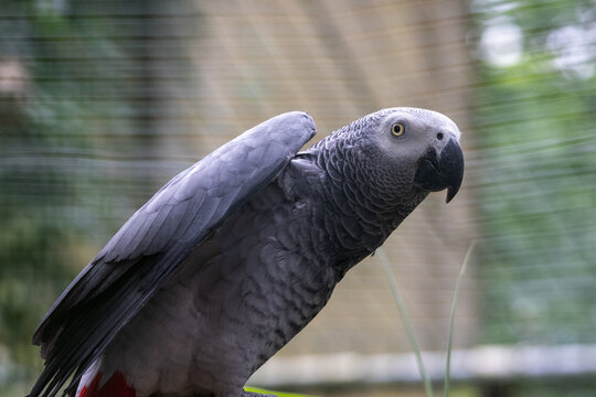 Gris du Gabon