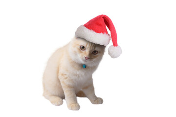 Domestic cat wearing red Sanat hat sit on white background.