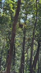 trees in the forest