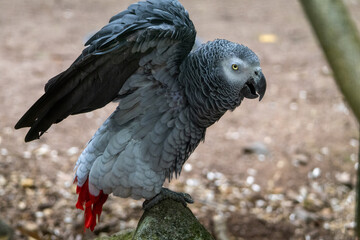 Gris du Gabon