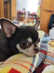 Cute chihuahua dog lying on the sofa in room