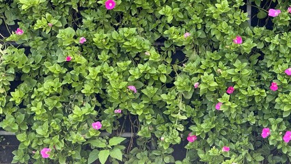 green leaves background