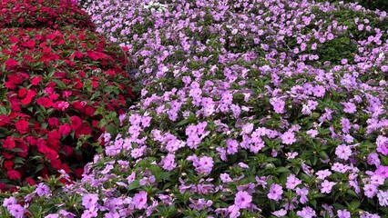 Naklejka premium field of flowers