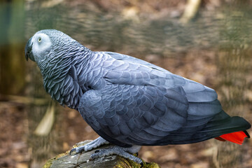 Obraz premium Gris du Gabon