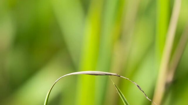 Closeup of a beautiful iridescent green damselfly with dark wings resting on a curved blade of grass against a soft green background