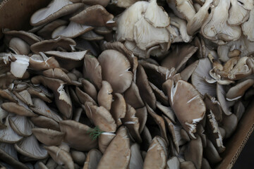natural oyster mushrooms varieties of edible mushrooms on the market