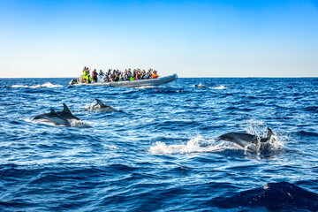 Jumping dolphins seen by tourists on a boat tour, Azores, Portugal