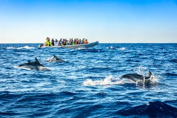 Jumping dolphins seen by tourists on a boat tour, Azores, Portugal © A. Karnholz