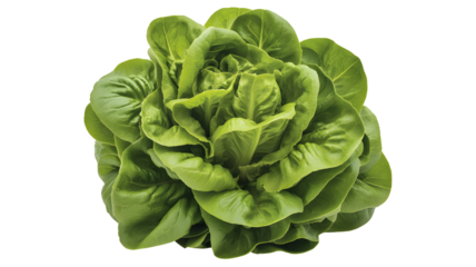 Fresh green butter lettuce head with soft ruffled leaves a healthy vegetable isolated on transparent background