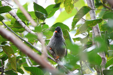 Bulbul de Bourbon / Bulbul de la Réunion /Hypsipetes borbonicus / Reunion Bulbul /Merl pei /Merle pays