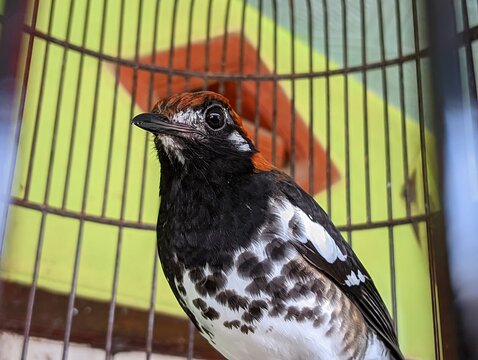 bird on a fence